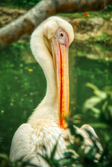 close up of a pelican