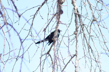 black bird in tree