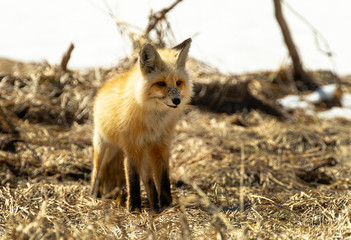 Red Fox