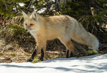 Fototapeta premium Red Fox