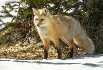 Red Fox searching