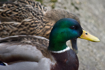 wild duck