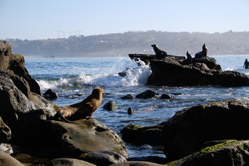 Seals