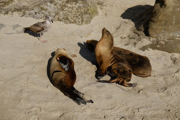 Seals