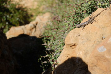 Fototapeta na wymiar Lizard