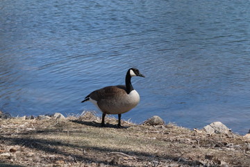 canada goose on lake