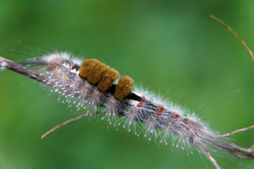 Close-up of moth Caterpillar, Hairy caterpillar isolated with blurred background