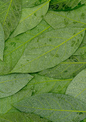 Avocado green wet leaves backside astract background