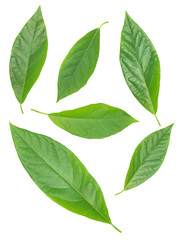 Fototapeta premium Six avocado green leaves isolated over white