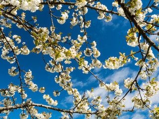 Cherry blossoms