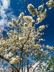 Cherry tree in bloom