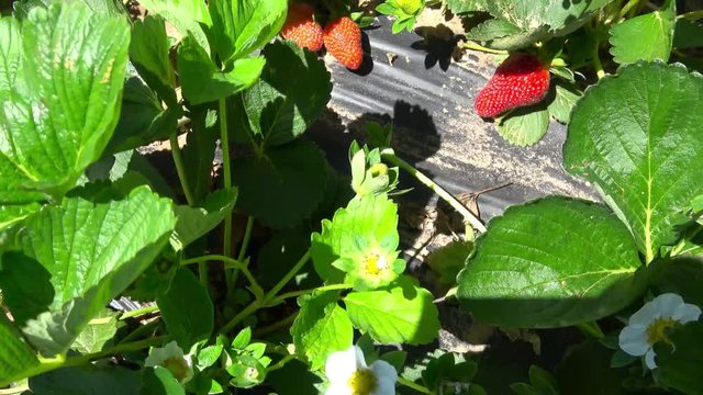 View of strawberry plants with flowers and berries ready for picking.