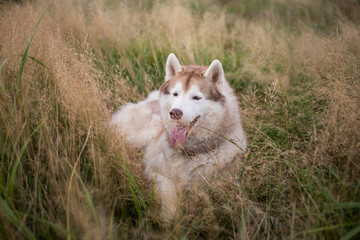 beautiful beige and white siberian husky dog with brown eyes lying in the grass meadow at sunset
