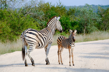 Fototapeta na wymiar Adult zebra and colt in the wild