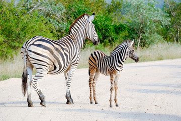 Fototapeta na wymiar Adult zebra and colt in the wild