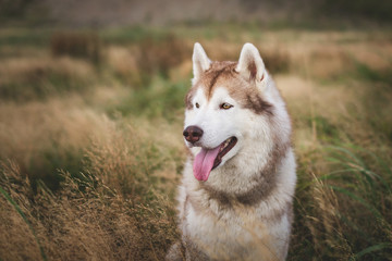 Profile portrait of happy and beautiful siberian husky dog with brown eyes sitting in the grass at sunset