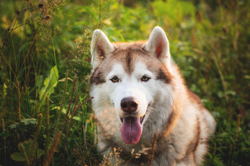 Close-up portrait of happy beige and white dog breed siberian husky sitting in the green grass and wild flowers