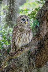 Barred Owl in Tree