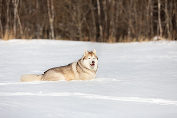 Beautiful and free siberian husky dog lying in the snow field in winter at sunset