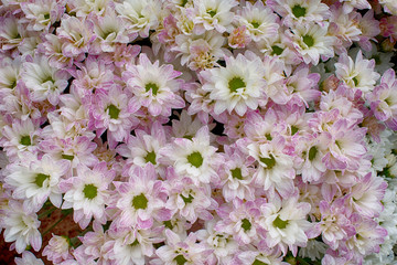 Close up of  white  purple Chrysanthemum daisy flower, Beautiful huge bouquet of Chrysanthemum floral botanical flowers and  Colorful background pattern blooming flowers, top view - Image