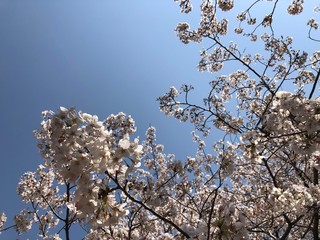 桜03