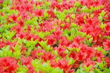 咲き始めたサツキ