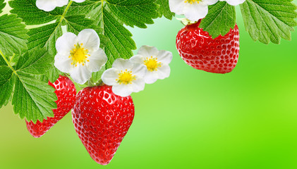 garden ripe sweet strawberry
