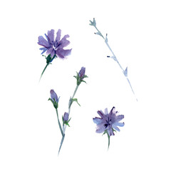 Set from elements of Chicory Cichorium Intybus . Watercolor illustration. - obrazy, fototapety, plakaty