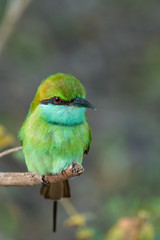 Green Bee-eater (Merops orientalis), Yala National Park, Sri Lanka	