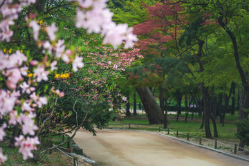 Footpath in a beautiful flowering spring park, a beautiful natural background