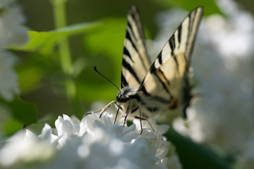 A Swallowtail Butterfly