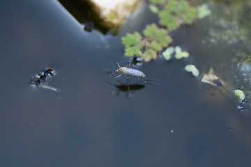 A Pupae of a Mosquito