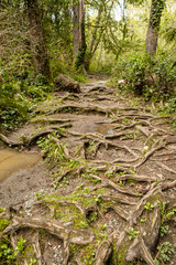 Obraz premium trail inside forest with massive root system merge on the ground surface