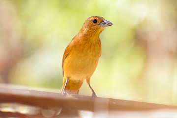 robin on a branch