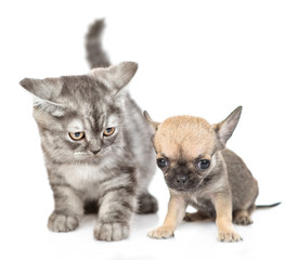 Chihuahua puppy an tabby kitten sitting together. Isolated on white background