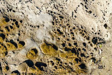 detailed surface texture of sandstone on the coast with water carved holes