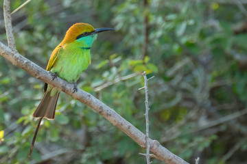 Green Bee-eater (Merops orientalis), Yala National Park, Sri Lanka	