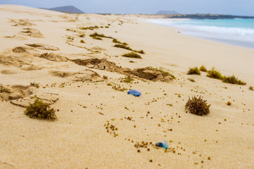 Blue jellyfish stranded on the beach among algae