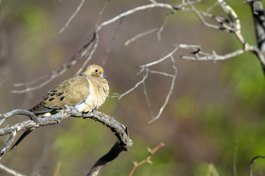 Mourning Dove in Arizona in spring