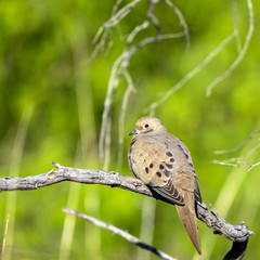 Mourning Dove in Arizona in spring