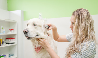 Doctor examining dog with otoscope at clinic