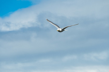 one seagull fly overhead under thick cloud covered blue sky