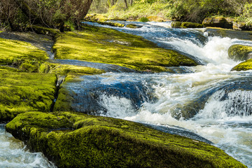 beautiful water stream running down rocky creek covered with bright green mosses inside forest on a sunny day