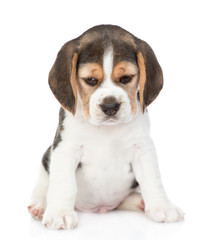 Unhappy beagle puppy looking down. isolated on white background