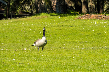 one Canada goose walking on green grass field under the sun near the forest looking at your way