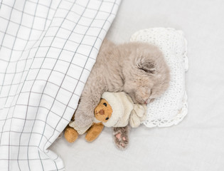 Cute baby kitten sleeping on pillow under blanket with toy bear. Top view