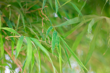 Bamboo in spring