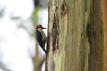 Bird Nature Rainforest Costa Rica Tropical