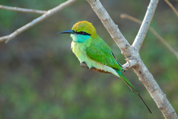 Green Bee-eater (Merops orientalis), Yala National Park, Sri Lanka	