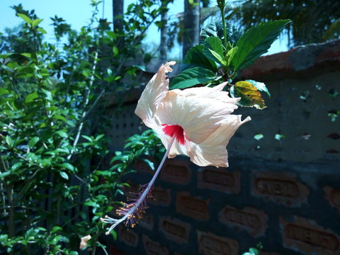 china rose